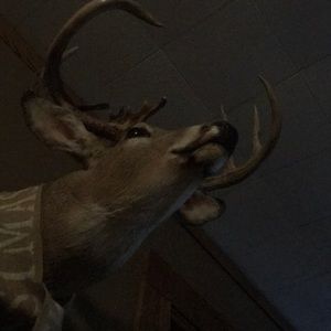 Meet your Posher, Lindsay